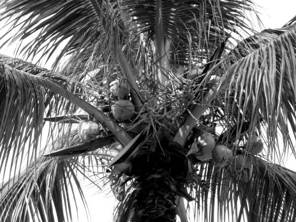 Kokosnuesse-auf-kokospalme