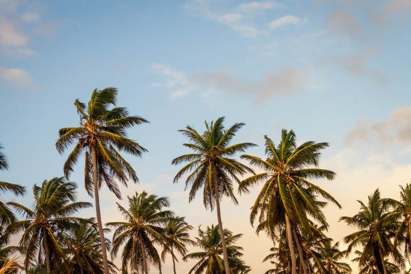 kokos-palmen