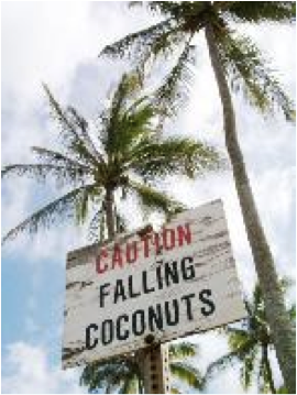 Beware of falling coconuts