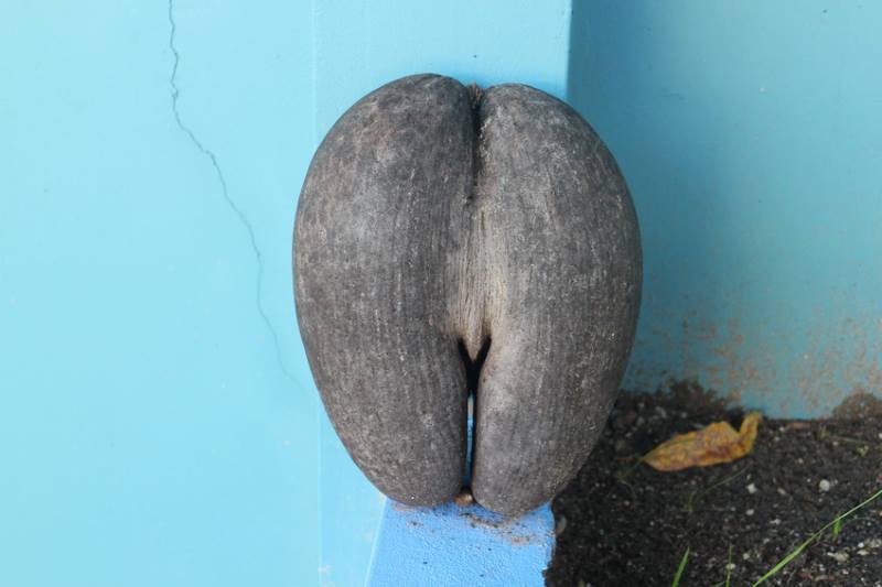 Kurioses aus der Kokosnusswelt – Eine Zusammenfassung