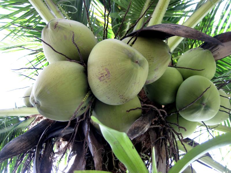 gruene-kokosnuesse-palme