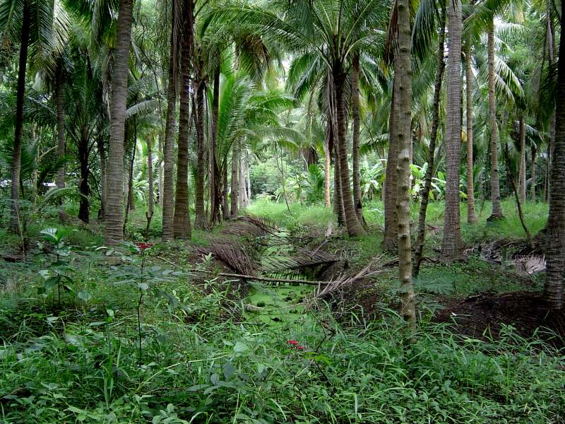 kokospalmen-mischkultur