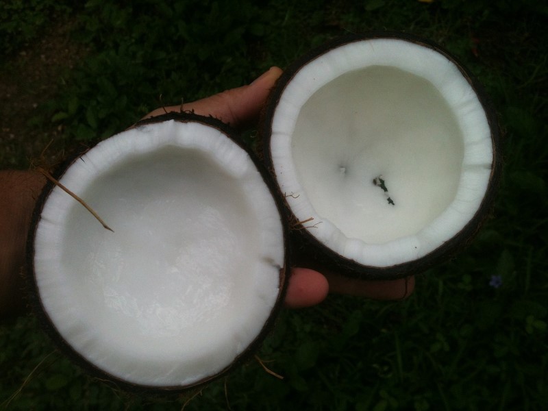 offene-kokosnuss