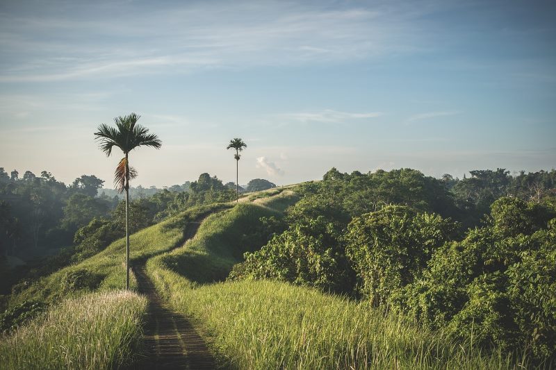 kokospalmen-nachhaltig