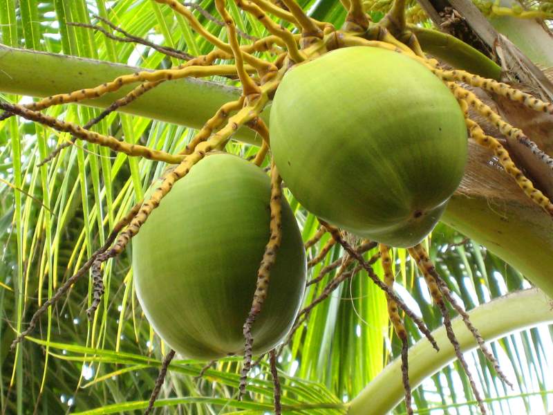 frische-kokosnuesse