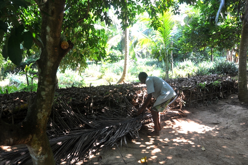 kokosblaetter-kompostieren