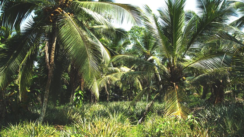 KULAU zu Besuch bei der Kokosöl-Produktion in Sri Lanka